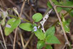Commelina benghalensis